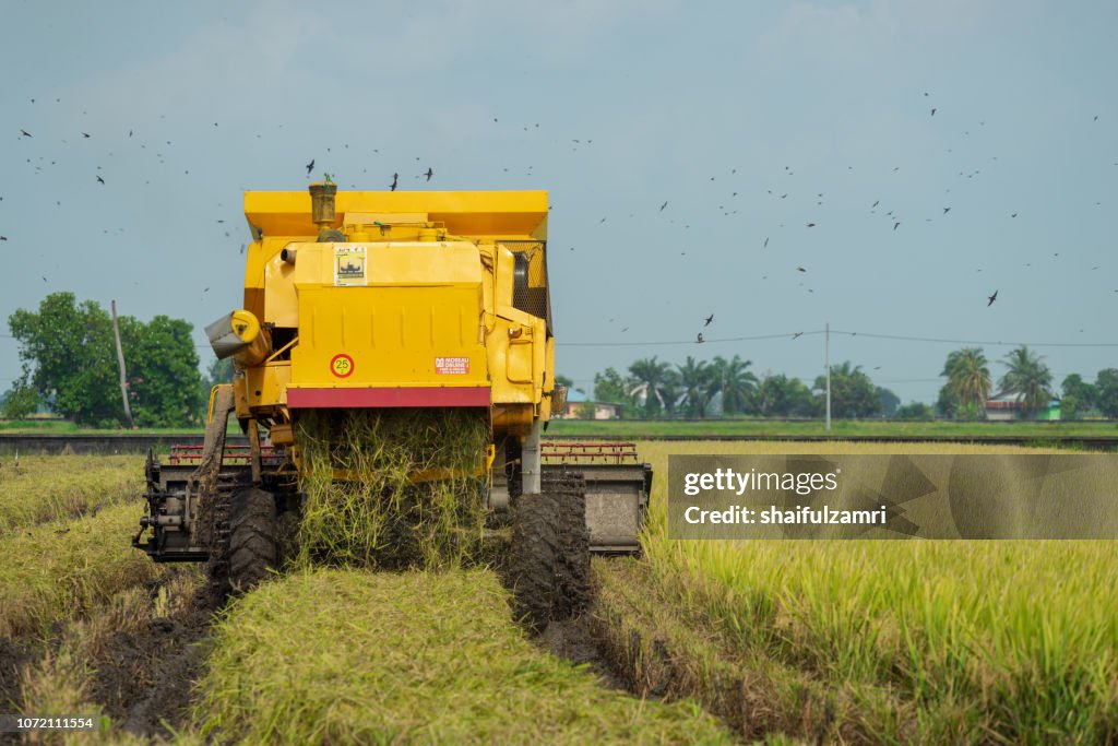 Local farmer uses machine to harvest rice on paddy field. Sabak Bernam is one of the major rice supplier in Malaysia.