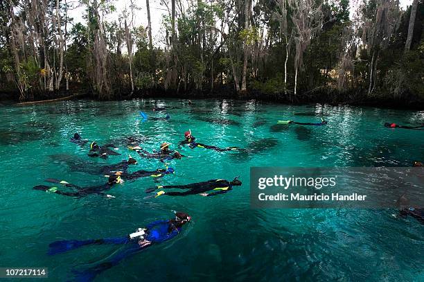 snorkelers watch a herd of manatees resting on the shallow bottom. - manatee stock-fotos und bilder