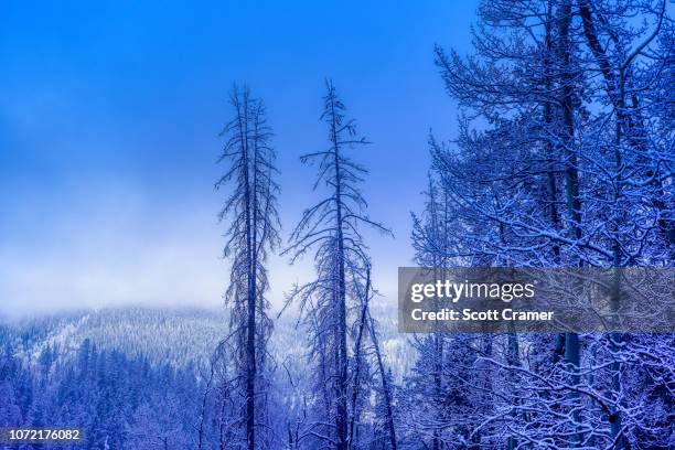 winter trees scenic landscape - piney lake stockfoto's en -beelden