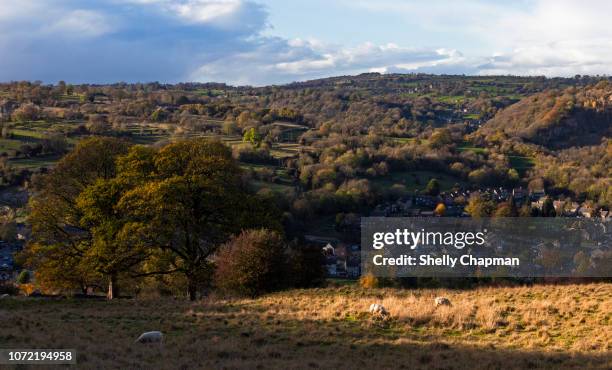 sheep in a field, rural derbyshire, england - northants stock pictures, royalty-free photos & images