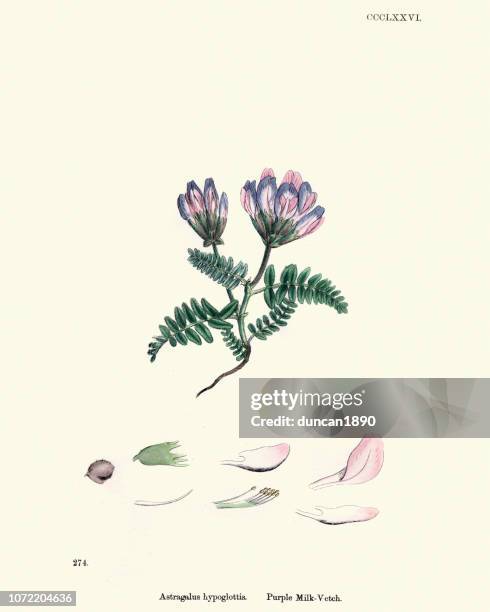 flora, astragalus agrestis, purple milkvetch - astragalus stock illustrations