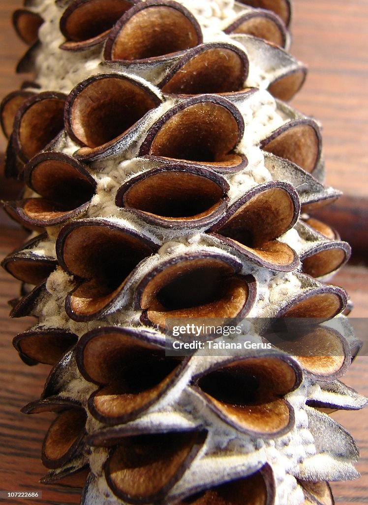 Banksia seedpods coast, close-up