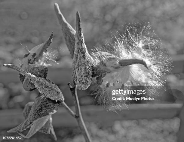 Exploding Seed Pod Photos and Premium High Res Pictures - Getty Images