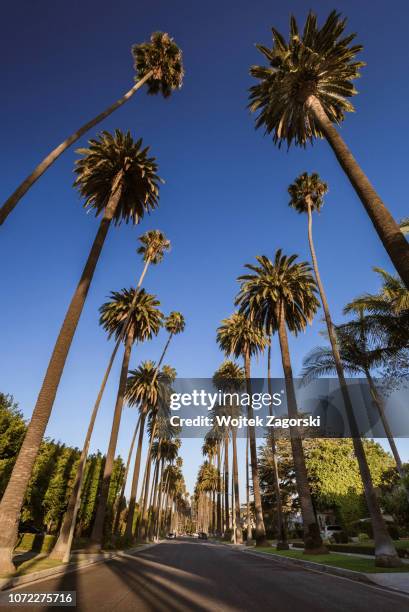 beverly hills - palm trees 4 - beverly hills foto e immagini stock