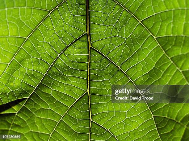 viens in a tropical leaf from thailand - natur komplexität stock-fotos und bilder