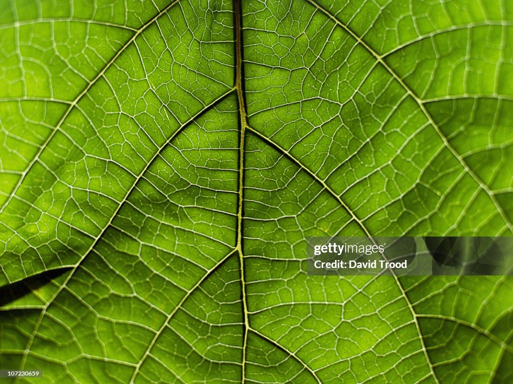 Viens in a tropical leaf from Thailand