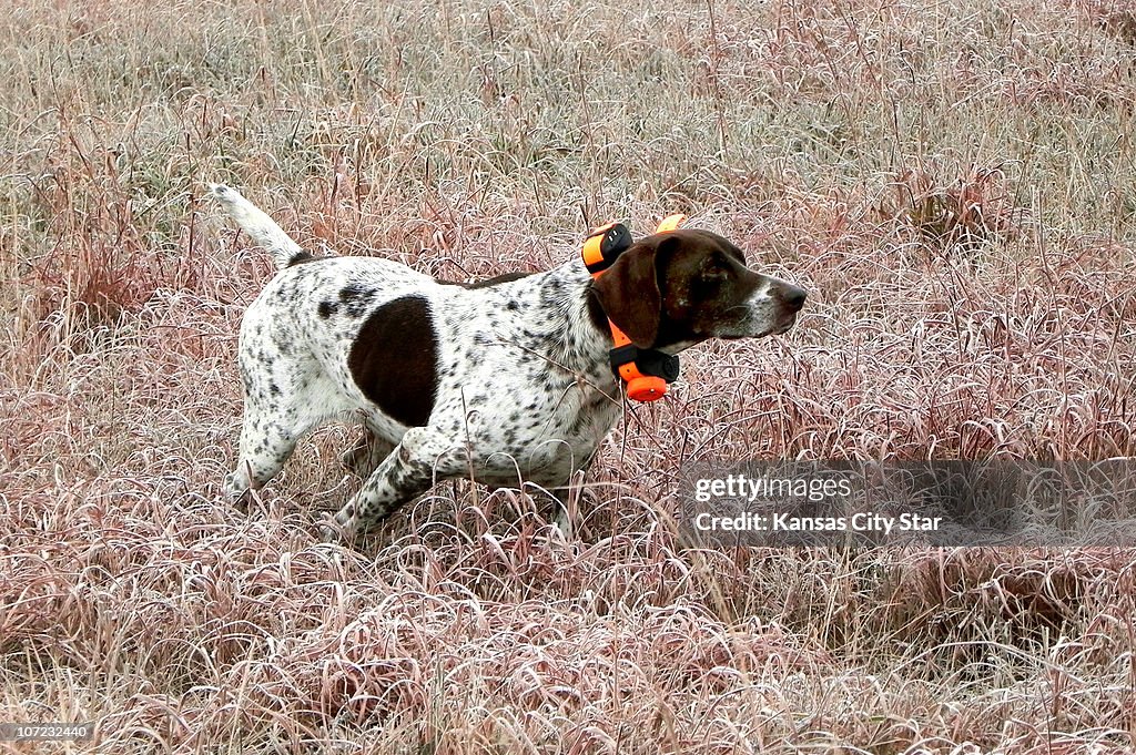 Ft Riley Hunting A bird dog froze on point during a quail hunt on the Fort Riley army ...