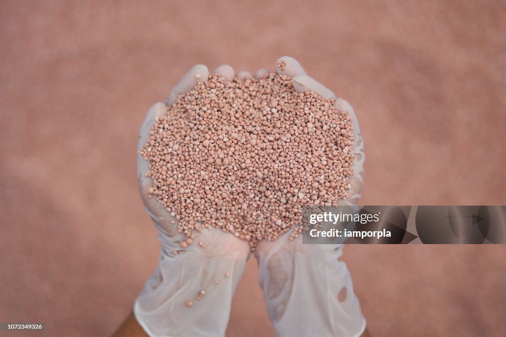 Fertilizer in farmer hand. NPK fertilizers are three-component fertilizers providing nitrogen, phosphorus, and potassium