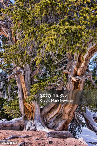 bristlecone pine - bristlecone pine stock pictures, royalty-free photos & images