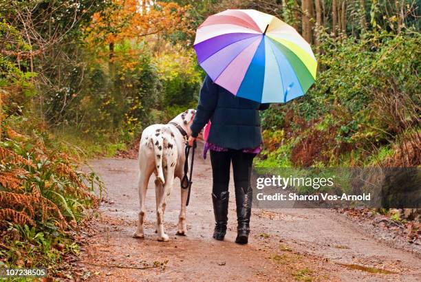 woman walking great dane dog with rainbow umbrella - great-dane-woman stock pictures, royalty-free photos & images