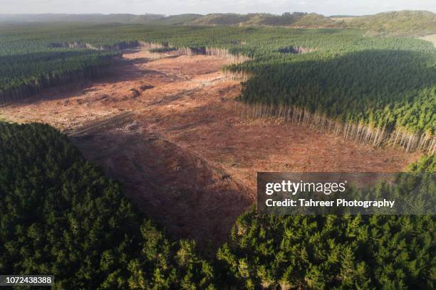 ariel view of trees being cut down in the pine forest - ontbossing stockfoto's en -beelden