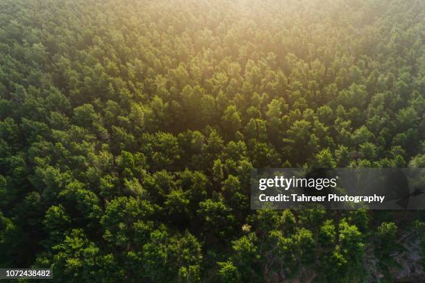 ariel view of pine forest - forest drone stock pictures, royalty-free photos & images