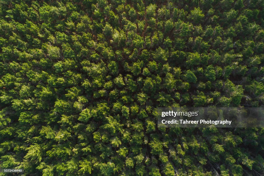 Ariel view of thick pine forest