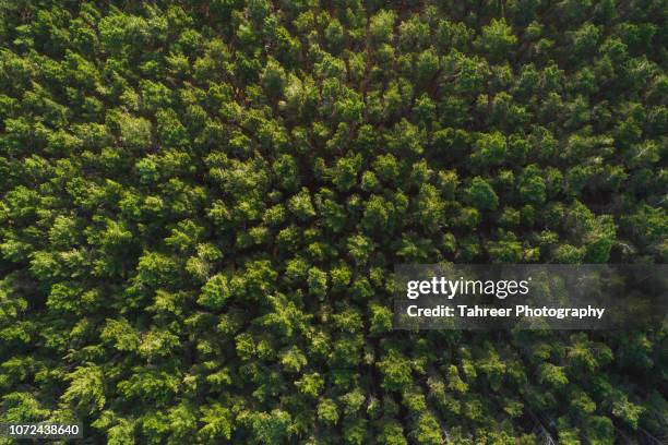 ariel view of thick pine forest - pine woodland stock-fotos und bilder