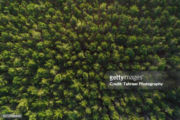 ariel view of thick pine forest - pine woodland stockfoto's en -beelden