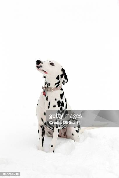 Dodie, a one year old dalmatian, enjoys the snowy conditions in Brockwell Park on December 2, 2010 in London, England. Heavy snowfall across the...