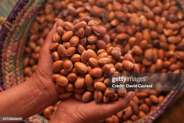 argan seeds - argan photos et images de collection