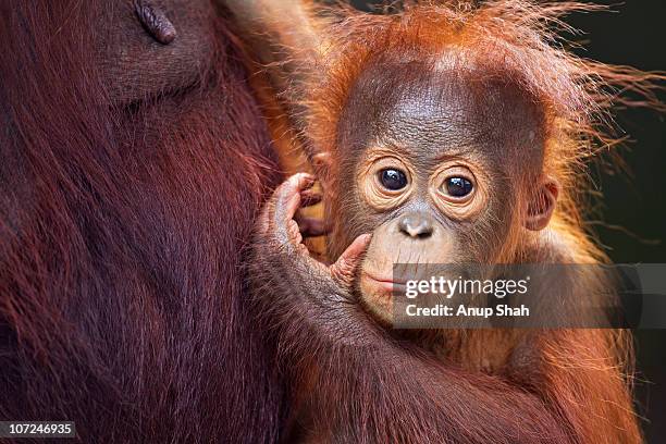 bornean orangutan male baby portrait - kalimantan stock-fotos und bilder