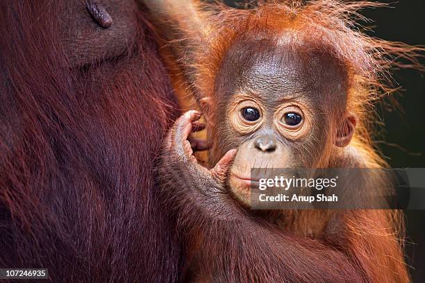 bornean orangutan male baby portrait - kalimantan 個照片及圖片檔