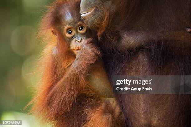 bornean orangutan female baby with her mother  - orangotango de bornéu - fotografias e filmes do acervo