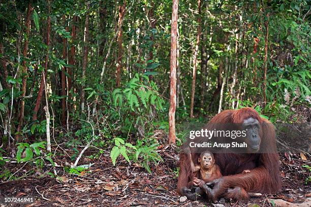 bornean orangutan female and her baby sitting - kalimantan stock-fotos und bilder