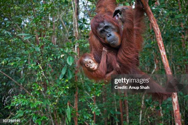 bornean orangutan femaleand her baby - swing in a tree stock pictures, royalty-free photos & images