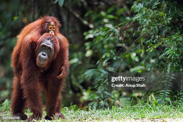 bornean orangutan female carrying her daughter - île de bornéo photos et images de collection