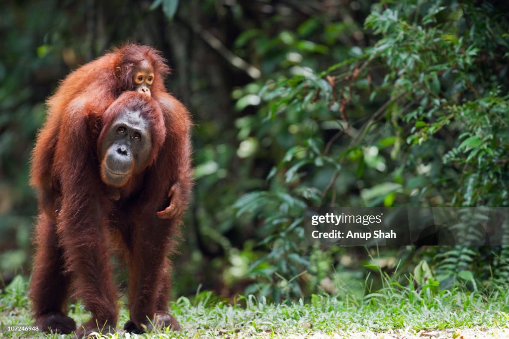 Bornean Orangutan female carrying her daughter