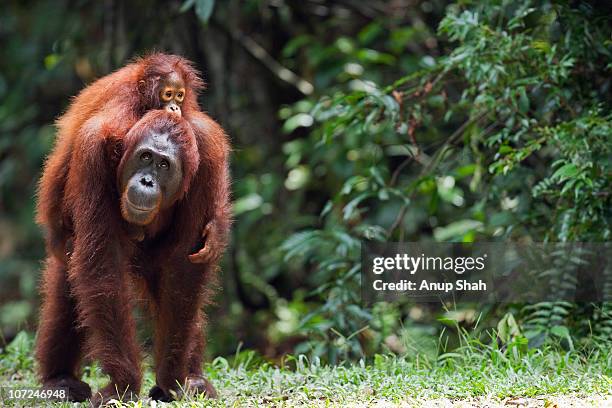 bornean orangutan female carrying her daughter - 婆羅洲島 個照片及圖片檔