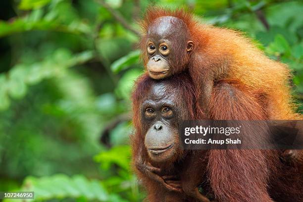 bornean orangutan femalecarrying her son - animal joven fotografías e imágenes de stock