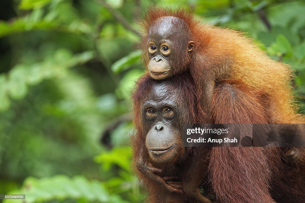 Bornean Orangutan femalecarrying her son