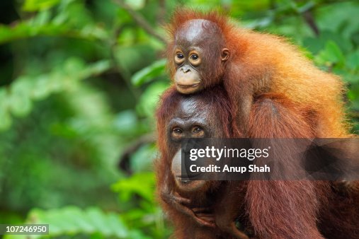 Bornean Orangutan femalecarrying her son Bornean Orangutan femalecarrying her son