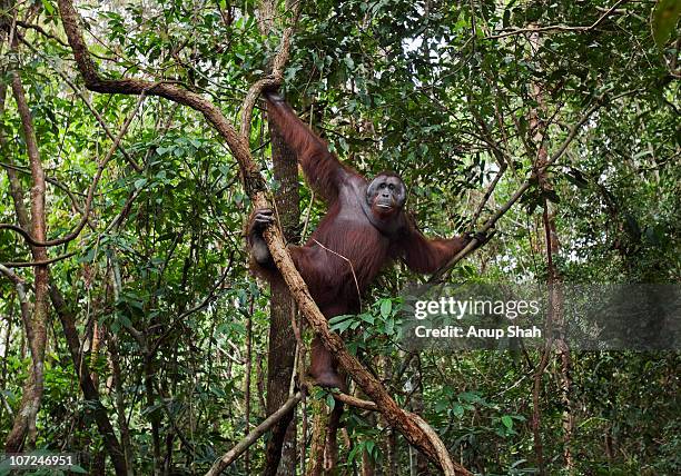 bornean orangutan mature male and adolescent male - orang utan stock-fotos und bilder