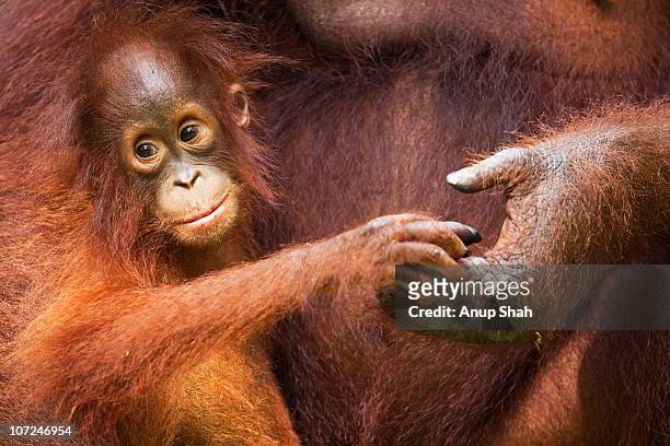 bornean orangutan female baby  - bornean orangutan stock pictures, royalty-free photos & images