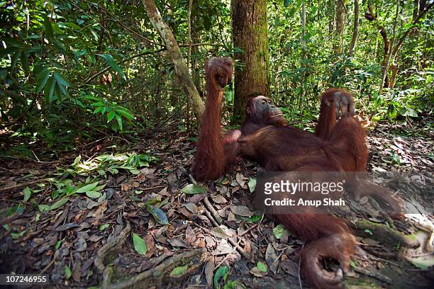 bornean orangutan sub-adult male resting  - orangotango de bornéu - fotografias e filmes do acervo