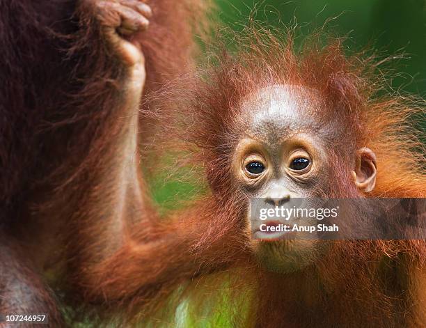 bornean orangutan female baby  - orangutan stock pictures, royalty-free photos & images