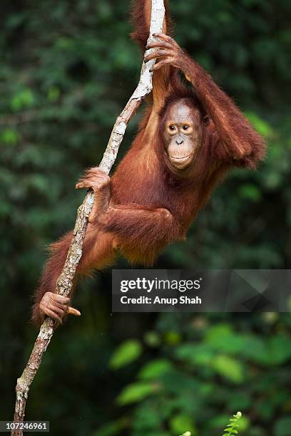 bornean orangutan adolescent male  - 靈長類動物 個照片及圖片檔