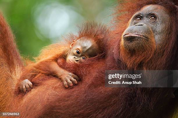 bornean orangutan female and baby portrait - indonesië stockfoto's en -beelden