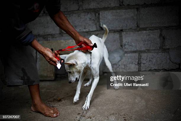 The owner of a dog tie a vaccination red collar on a dog during an outbreak of rabies on December 2, 2010 in District Karangasem, Bali, Indonesia....