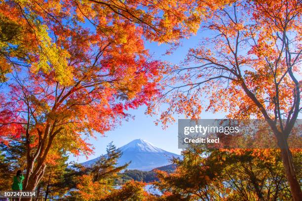 autumn @ kawaguchiko, fuji, japan - deciduous tree stock pictures, royalty-free photos & images