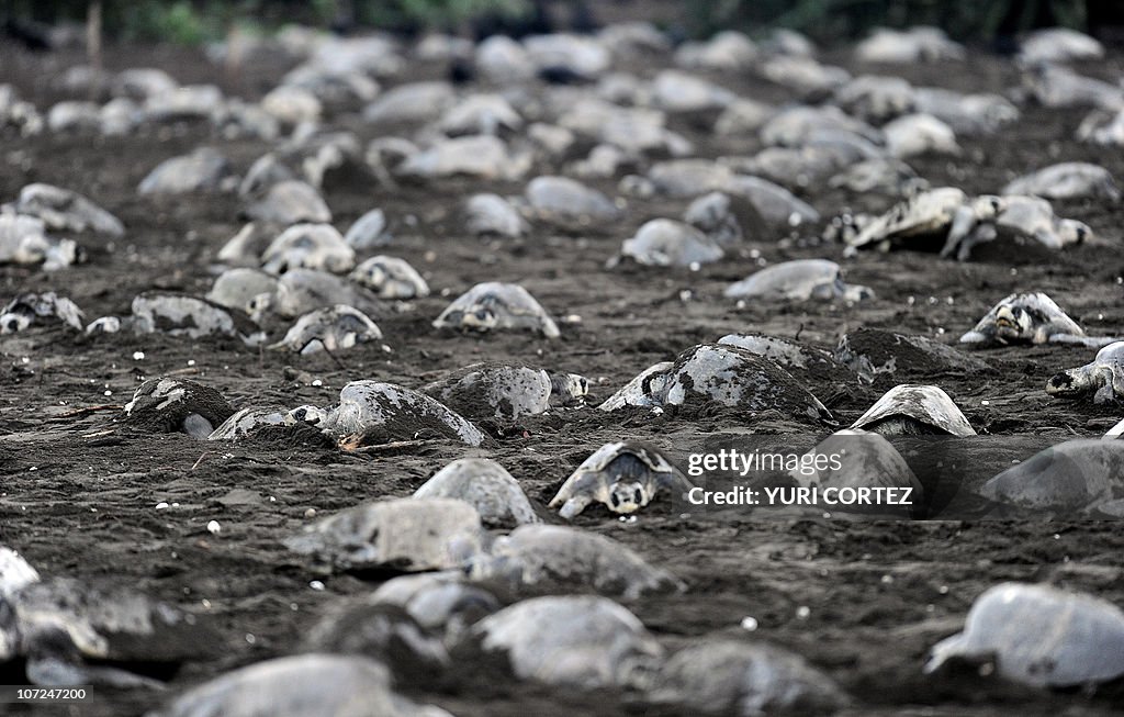TO GO WITH AFP STORY - Olive ridley sea