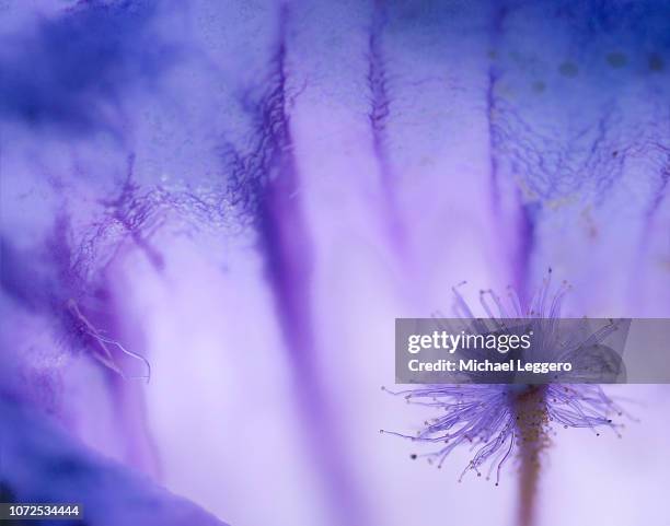 jacaranda mimosifolia - jacaranda stock pictures, royalty-free photos & images