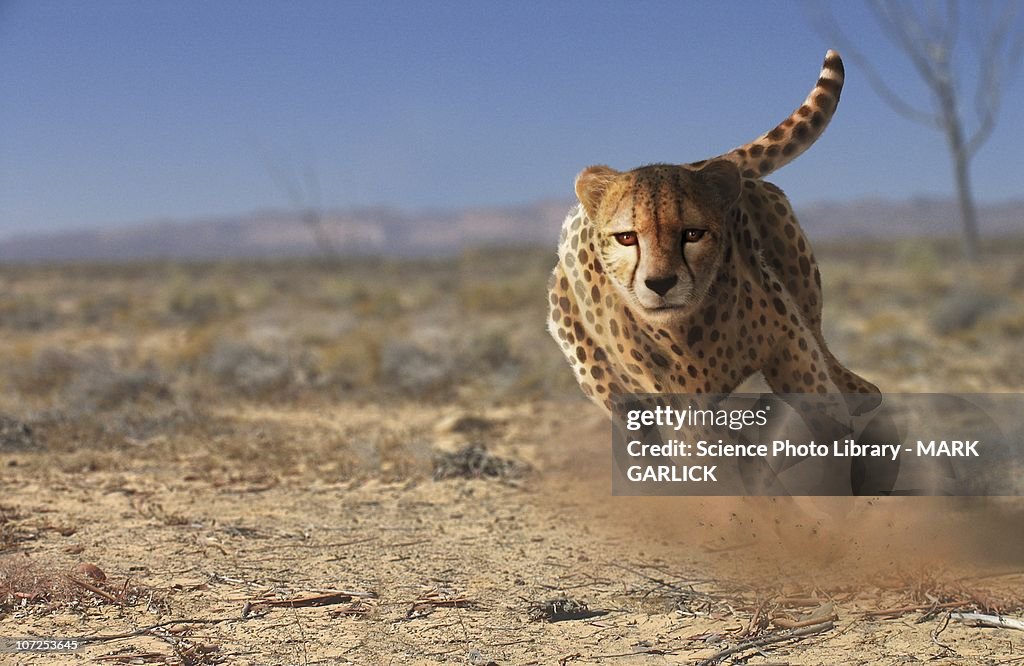 Cheetah running, artwork
