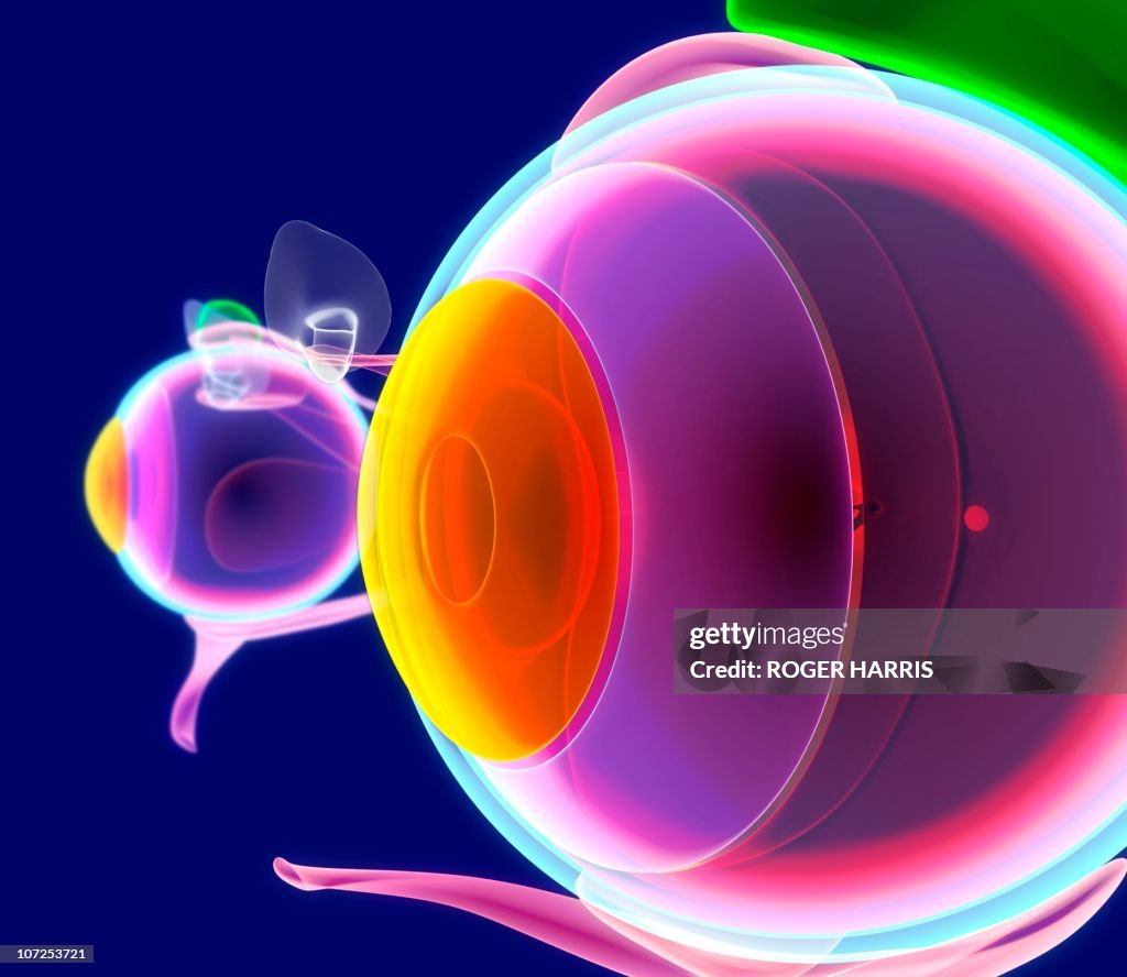 Human eye anatomy, artwork