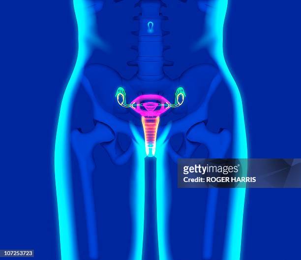 female reproductive system, artwork - female body parts stock illustrations