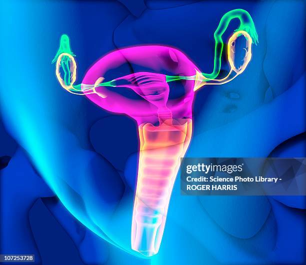 bildbanksillustrationer, clip art samt tecknat material och ikoner med female reproductive system, artwork - äggledare