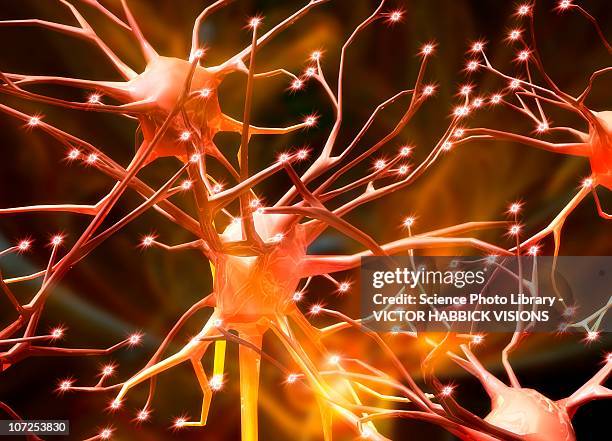 stockillustraties, clipart, cartoons en iconen met nerve cells, artwork - menselijk zenuwstelsel