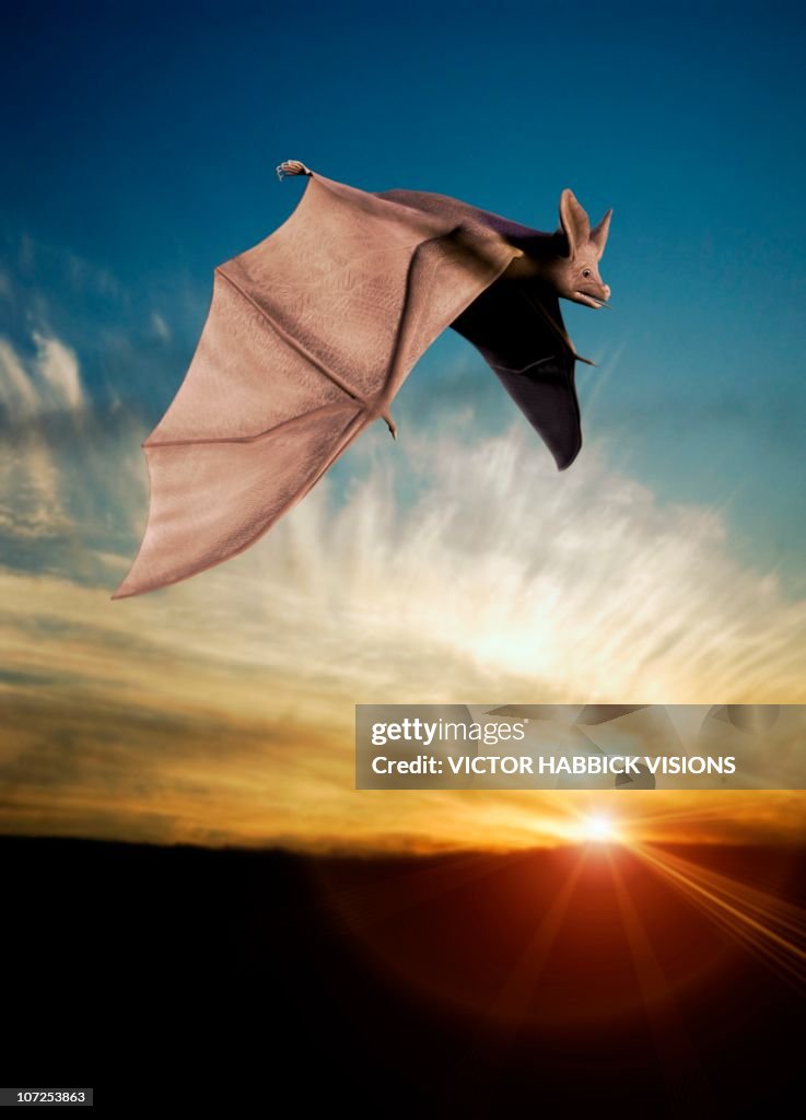 Bat In Flight Artwork High-Res Vector Graphic - Getty Images