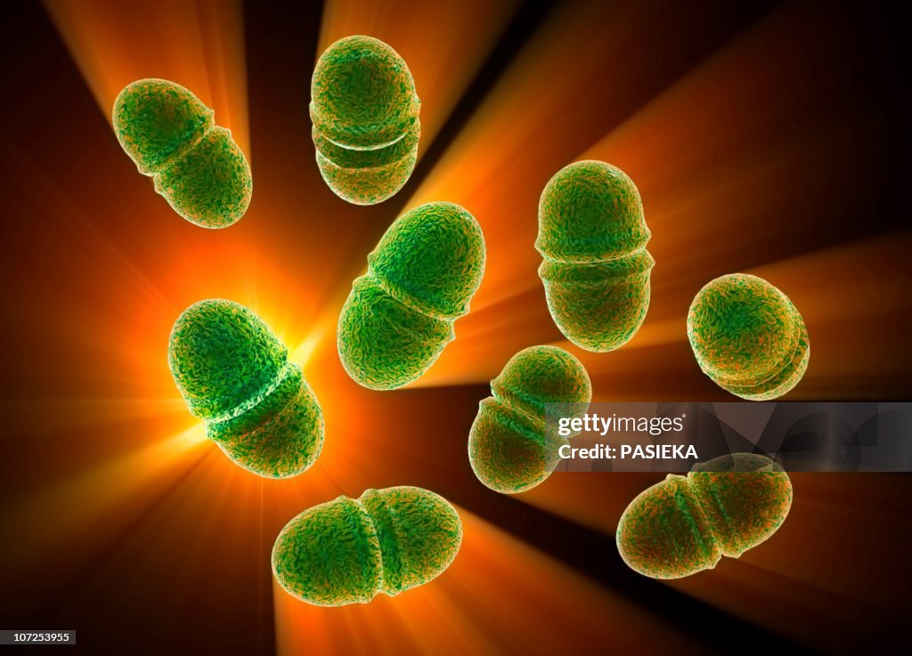 Enterococcus faecalis, bacteria, artwork