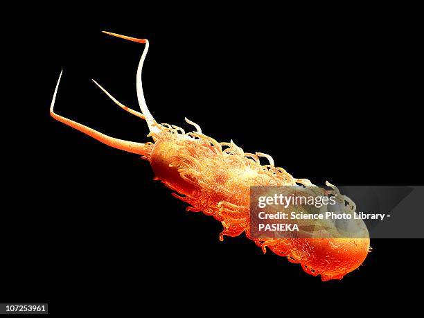 stockillustraties, clipart, cartoons en iconen met e coli bacterium, computer artwork - escherichia coli